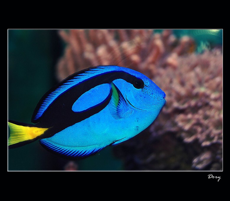 Dory