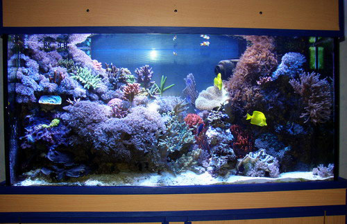 aqua 014.jpg
