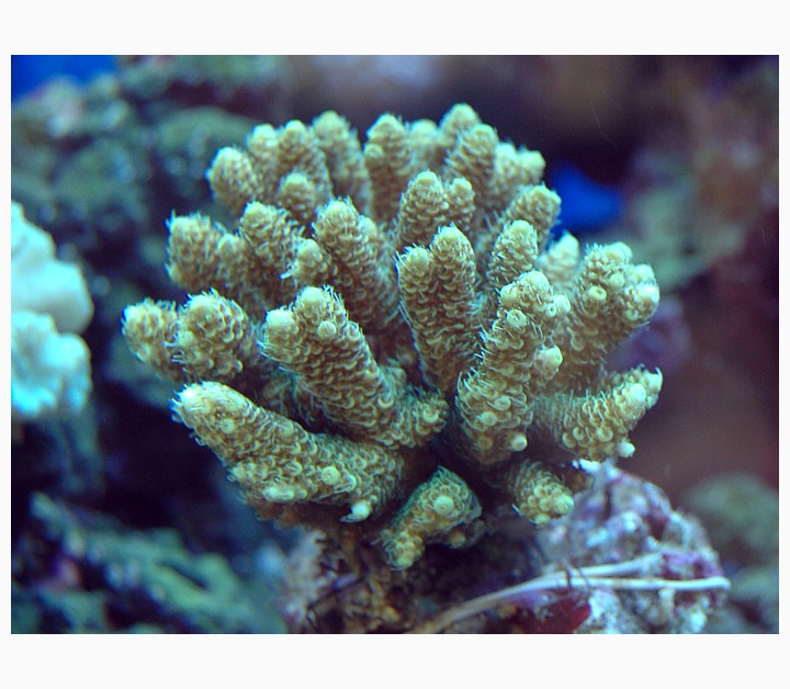 acropora