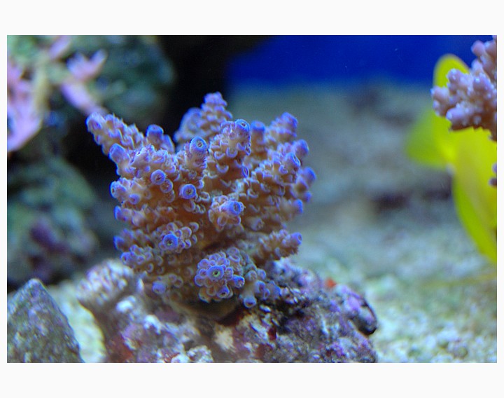 acropora3