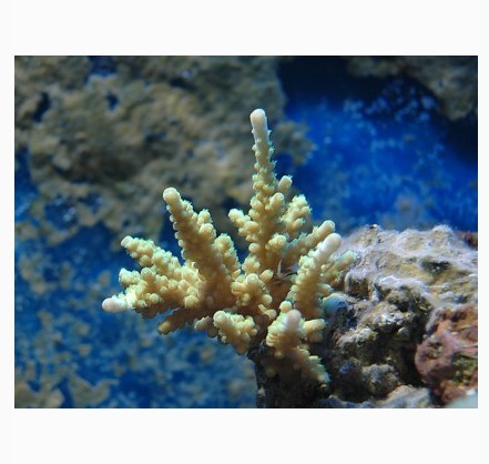 acropora5